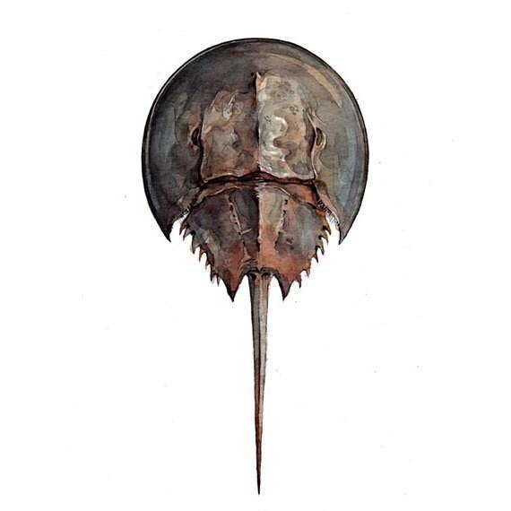 Studio Tuesday - Wholesale Art Print - Horseshoe Crab Watercolor Painting, Seashore Beach Print1