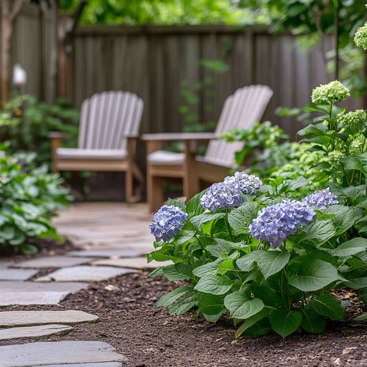 Oasis of Life - Vendita all'ingrosso Piante vive - Ortensia Hydrangea – 3 piante – Hydrangea macrophylla Teller 'Nizza' – Altezza 25–40cm – Ø9cm – Ortensia blu con grandi infiorescenze – Resistente al freddo & facile da curare – Per giardino, aiuola & vaso6