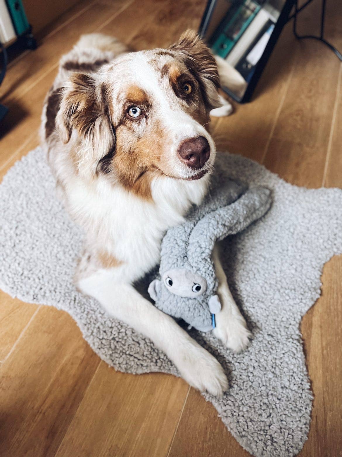 United Pets - Vente Peluche – chien - Jouet en peluche antistress avec huiles essentielles - Rosicchio2