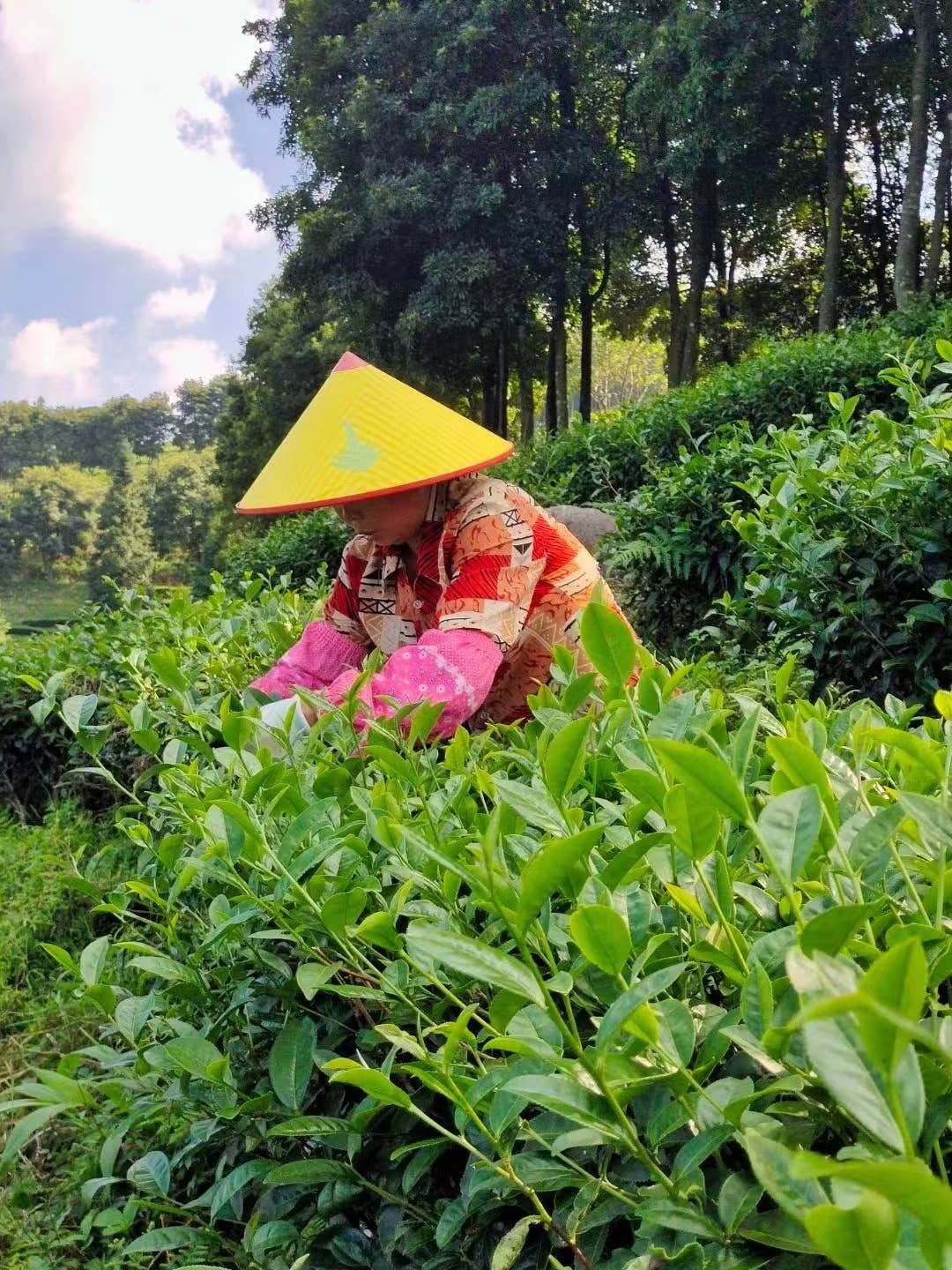 NIUKA Tea & Botanicals - Wholesale Loose Tea - Oolong Tea (green): Golden Jade4