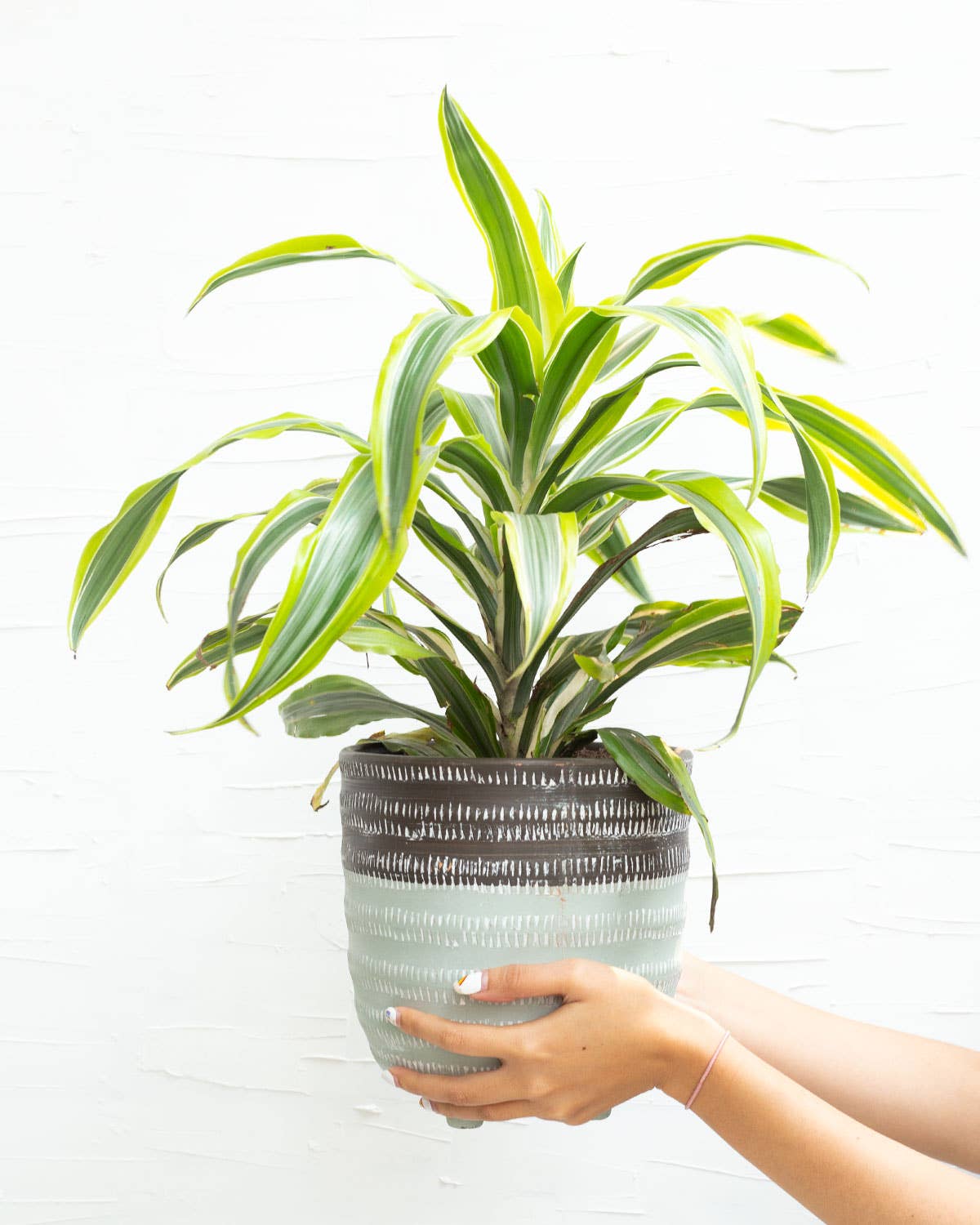 Best Plant Friend - Wholesale Live Plant - Dracaena Lemon Lime - Air Purifying Plant - 4/6 inch  Pot6