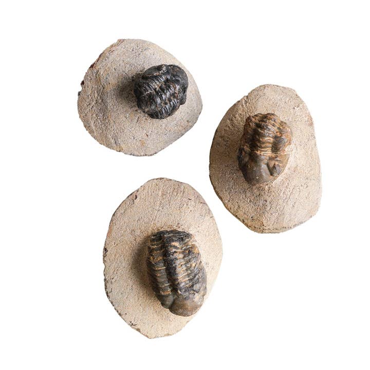 Trilobite on Matrix for wholesale by Blue Ocean Traders