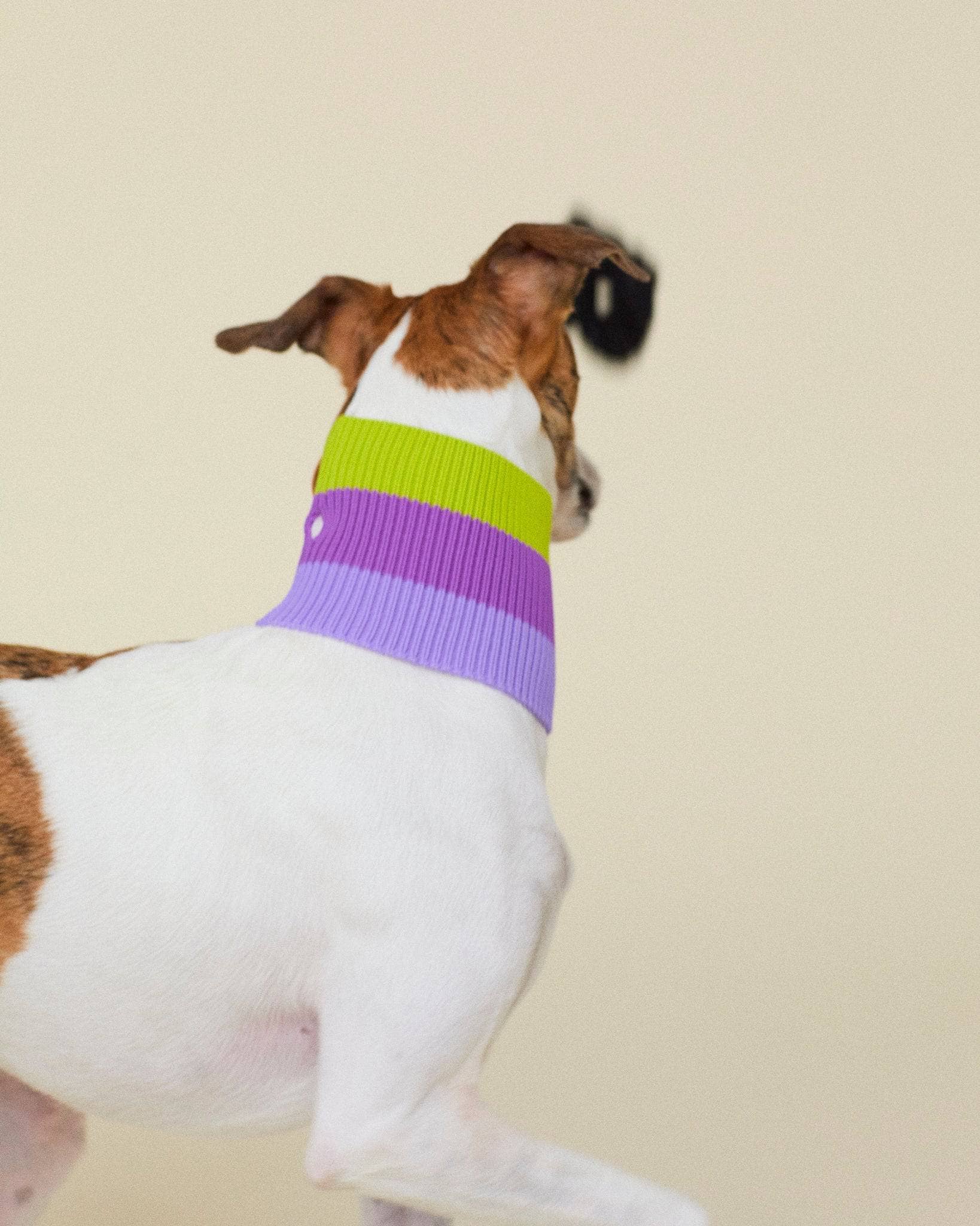 VIOLA VÅR THE GLOW LOOP - Neon Hundhalsduk - (VIOLA SPRING) för wholesale på Faire5