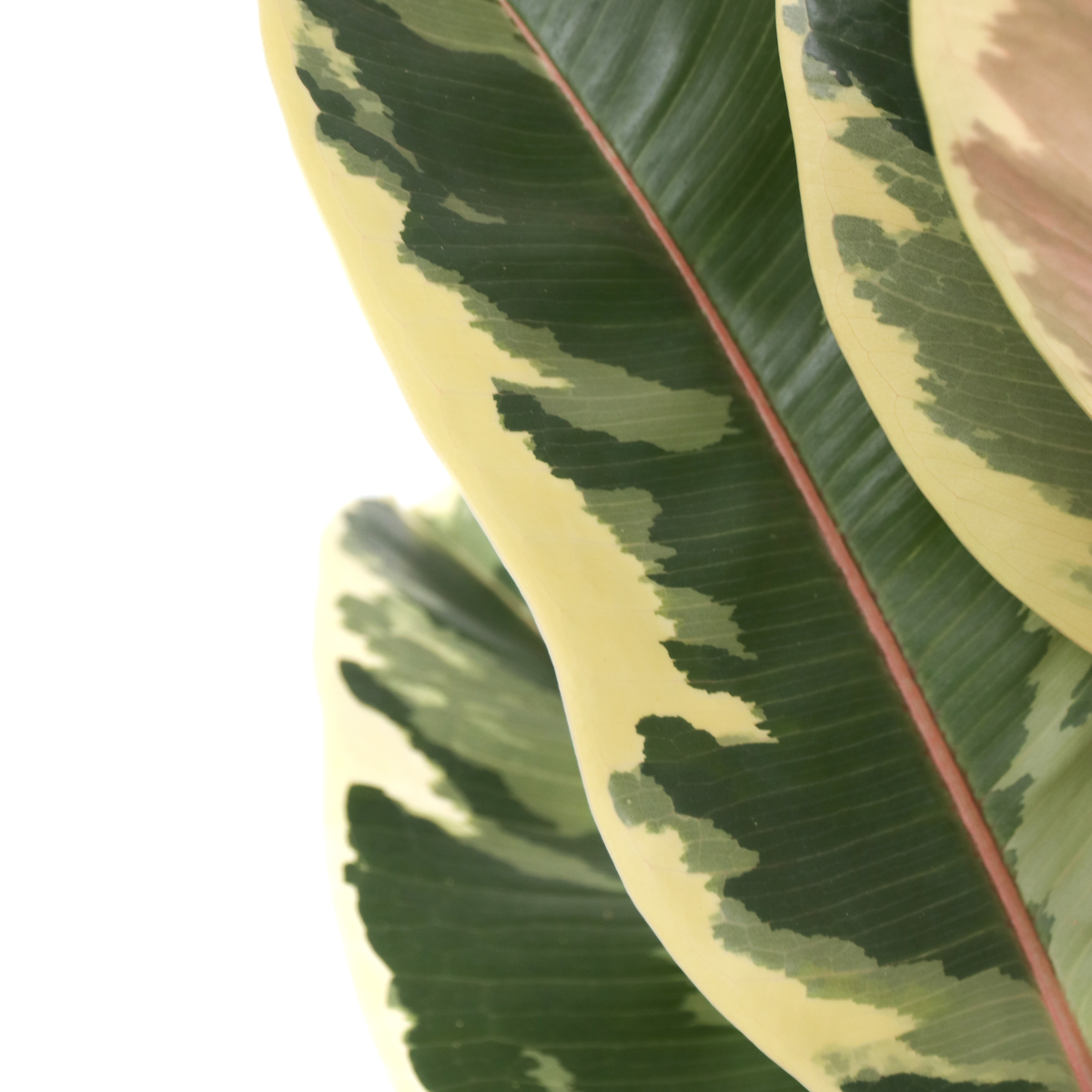 Oasis of Life - Wholesale Live Plant - Ficus Rubber Tree – Ficus Elastica Tineke – Height 75–100cm – Ø24cm – Variegated Houseplant with Green & Cream-Colored Leaves – Air-Purifying & Easy-Care Plant for Living Room & Office9