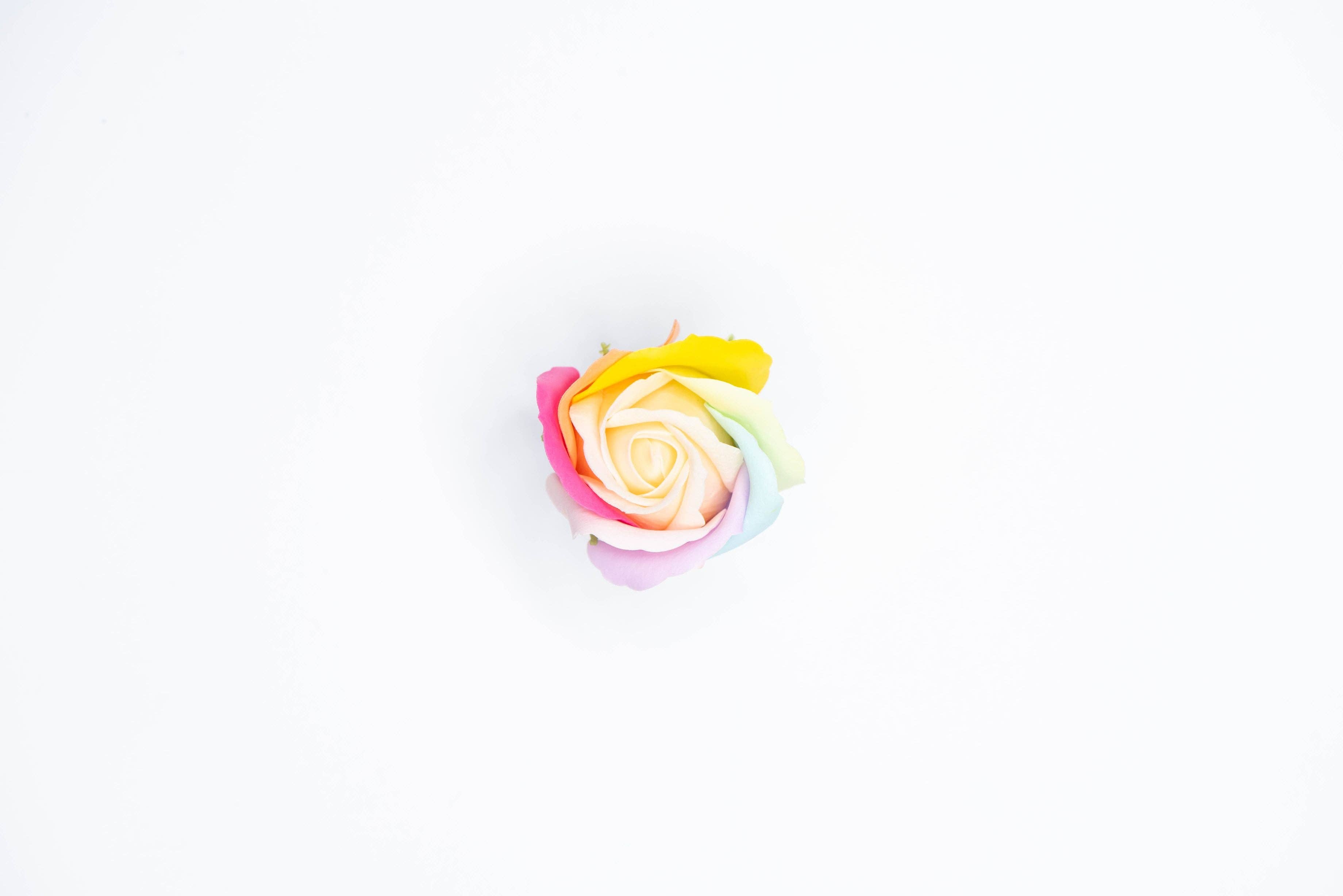 Billion Roses by Blanche - Wholesale Artificial Flowers - Große und Weiße Box mit Ewigen Rosen21