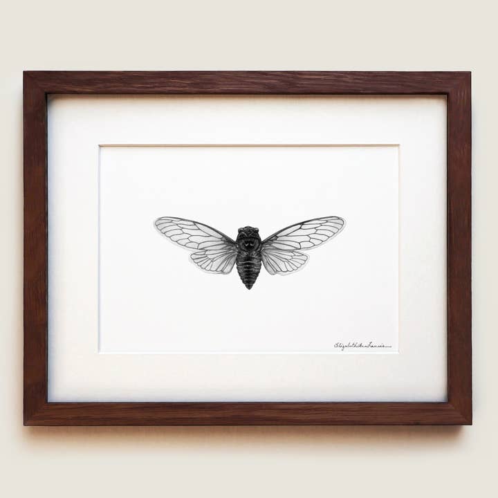Canadian Cicada | Fine Art Print for wholesale by ElizabethAnnFrancis