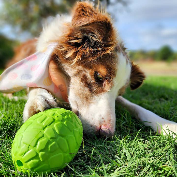 Green Dinosaur Egg - Chew and Enrichment Toy for wholesale on Faire3
