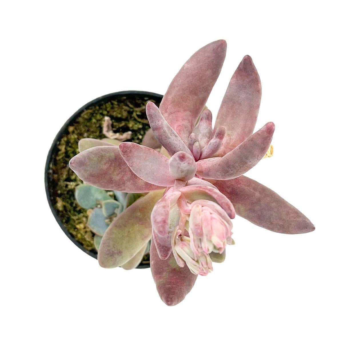 Best Plant Friend - Wholesale Succulent - Rare Pachysedum Ganzhou Pink Succulent 2in/ 4in5