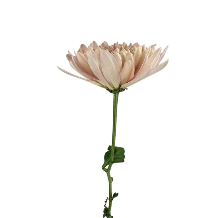 Metro Flower Market - Wholesale Fresh Cut Flowers - Chrysanthemum Disbud Peach Linette-Fresh Cut Flowers2