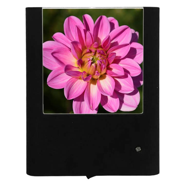 Dahlia for engroshandel hos Nightlight Studio