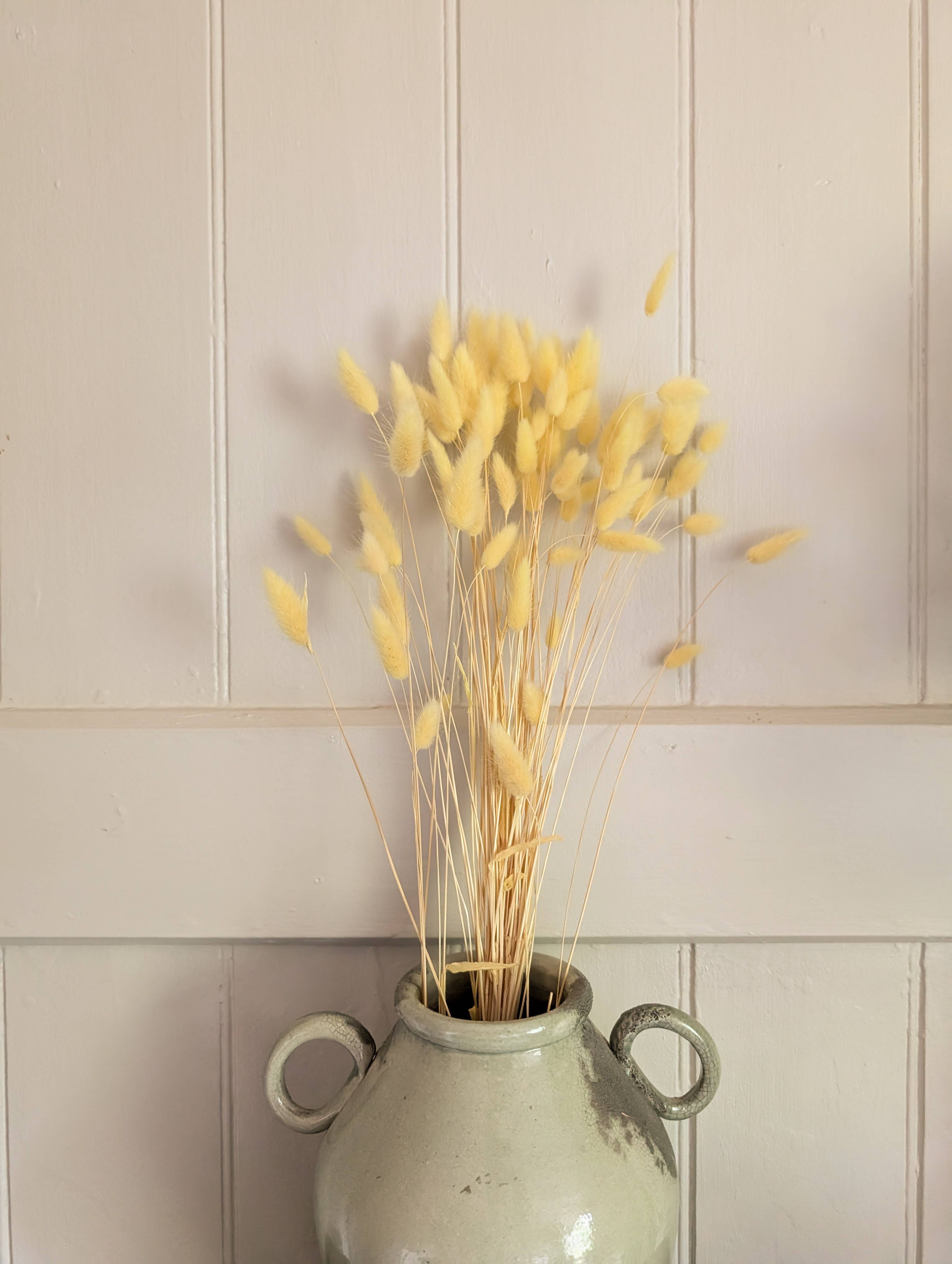 Banksia Botanicals – wholesale Dried/pressed flowers – Yellow Lagurus Grass 50-70cm 2