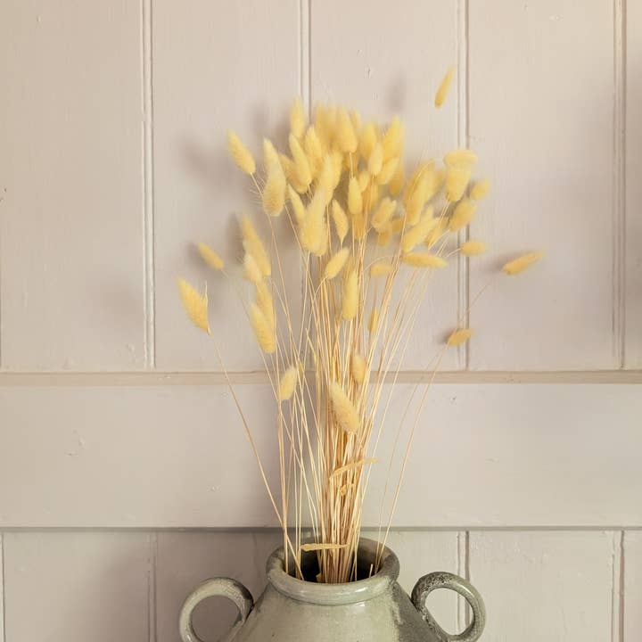 Banksia Botanicals – wholesale Dried/pressed flowers – Yellow Lagurus Grass 50-70cm 2