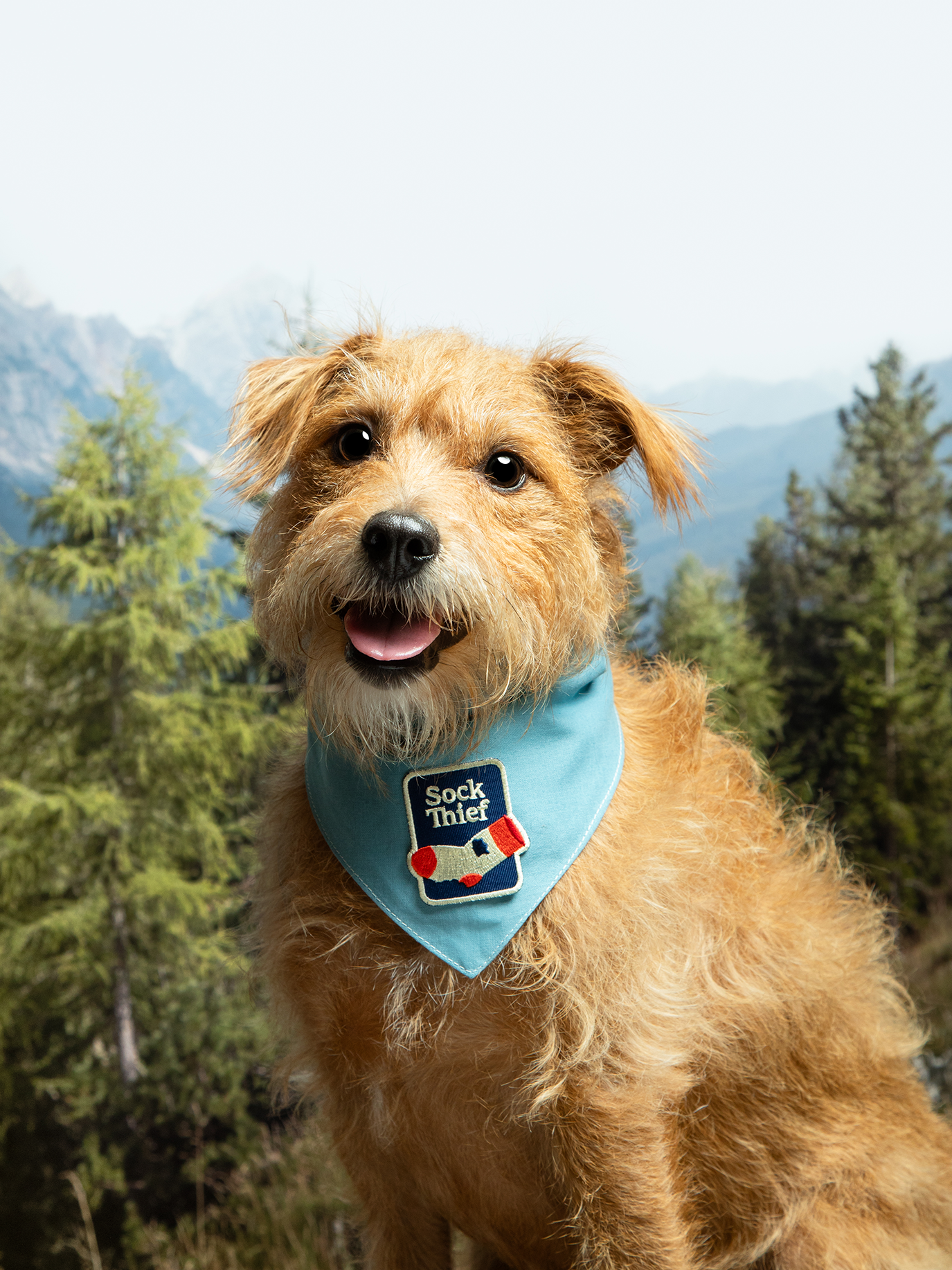 Scout's Honour Pty Ltd - Wholesale Pet Bandana - Dog - Sock Thief iron-on patch for dogs and cats1