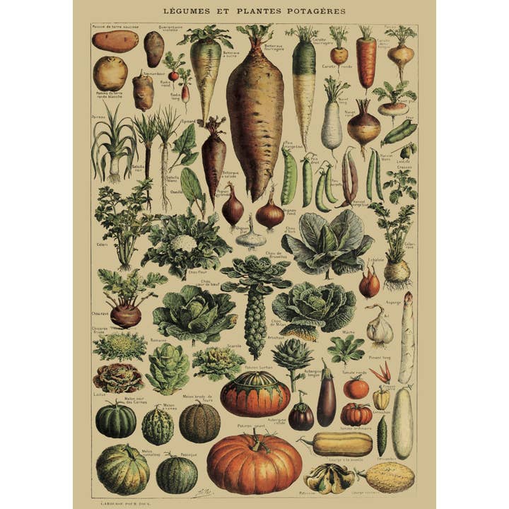 Esque - Wholesale Poster - Poster Vintage Groenten