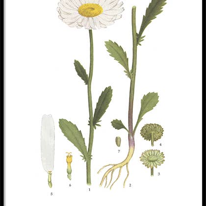 Hugodesign - Wholesale Poster - Poster Margriet - 21x30