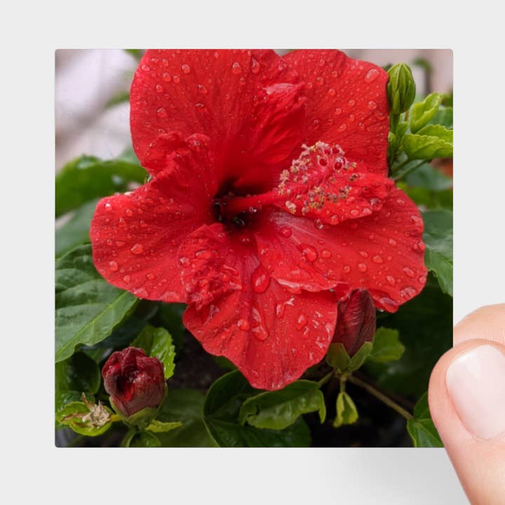 Pegatina | 3 x 3 | Hibisco para venta al por mayor de Creative Artifacts HQ