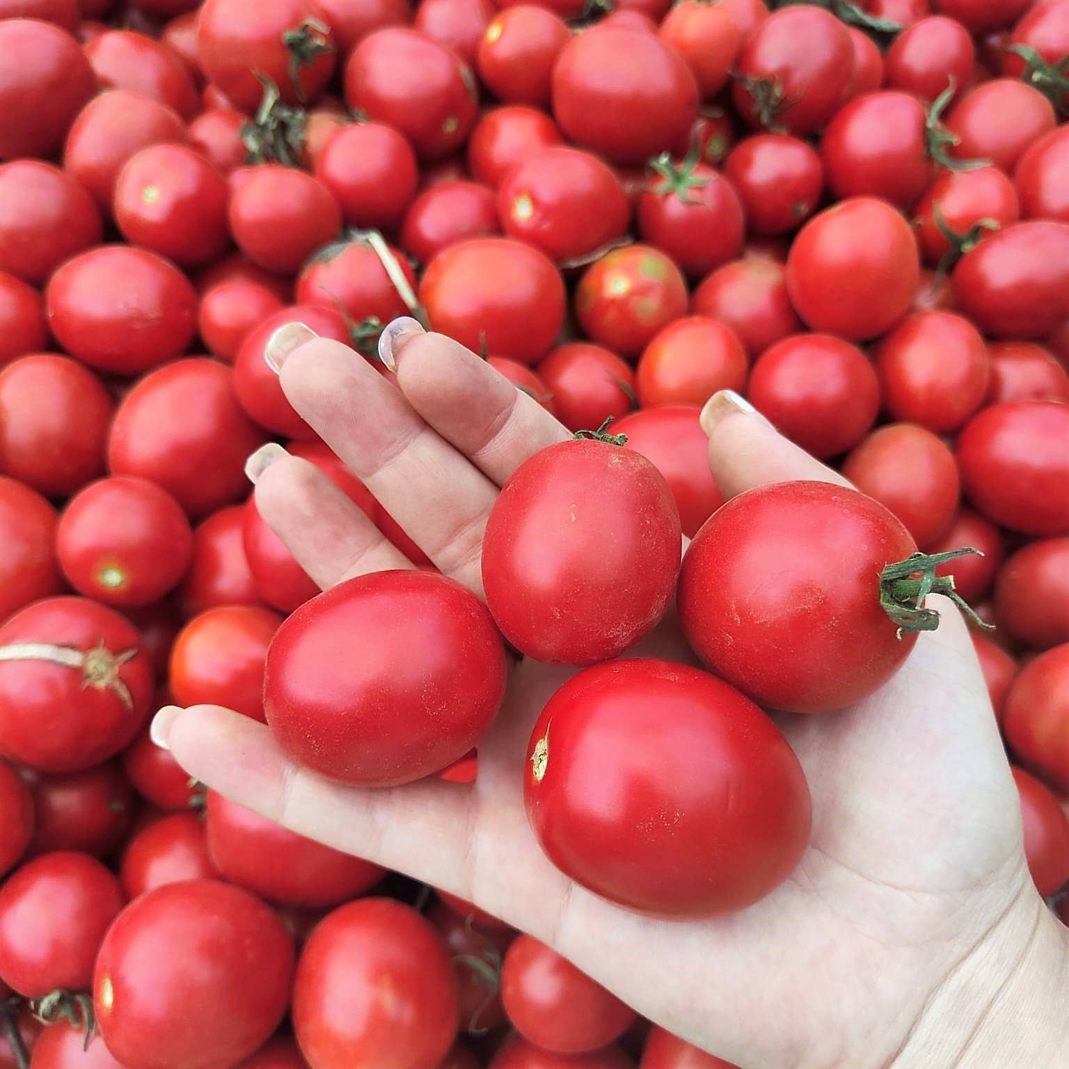 Cocco Food - Wholesale Pasta Sauce - SalsaMarina - Tomato sauce in seawater for Pasta3