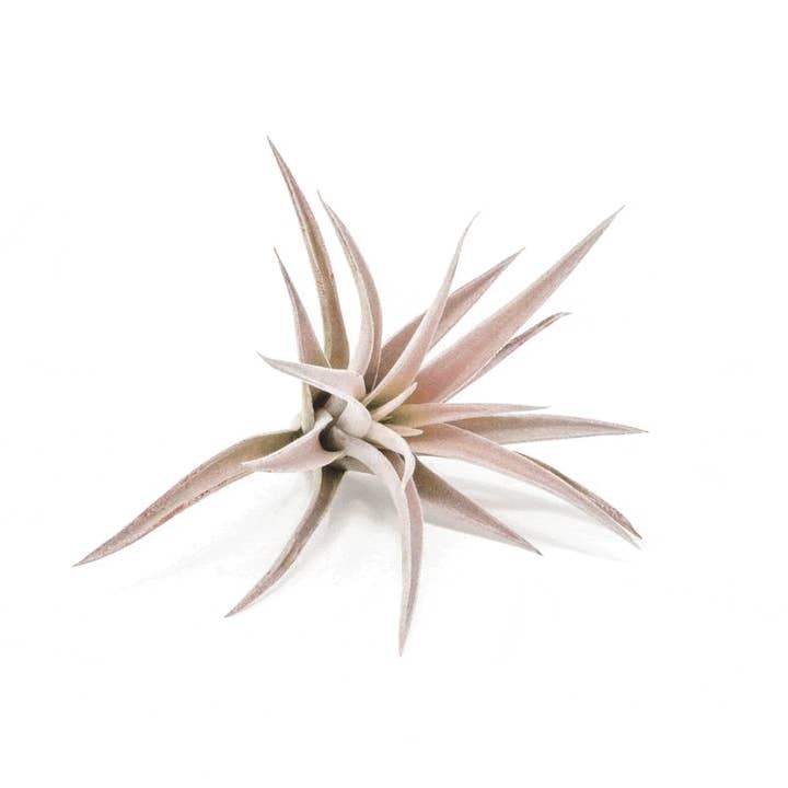 Air Plant Shop - Wholesale Live Plant - Tillandsia Harrisii Air Plants (24)