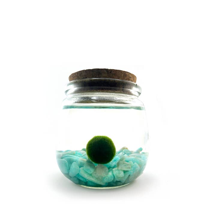 Moss Amigos | Moss Ball Terrariums - Wholesale Live Plant - Medium Marimo Moss Ball Terrarium with Amazonite Gemstone