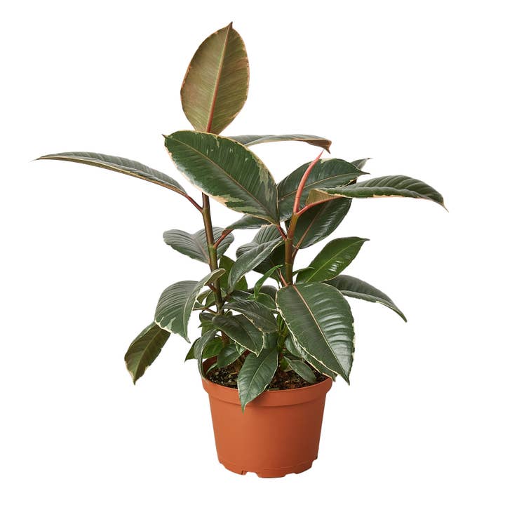 House Plant Wholesale - Wholesale Live Plant - FICUS TINEKE 6-inch