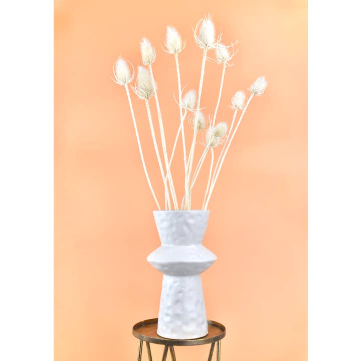 Dutch Flower Studio - Wholesale Dried/Pressed Flowers - Dried flowers - Teasel - Cardi Stella - bleached - 70 cm