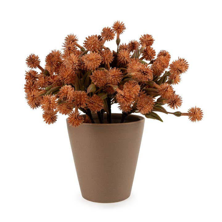 20cm Allium Plant in Pot - Orange 4pk for wholesale by Candlelight Products Ltd