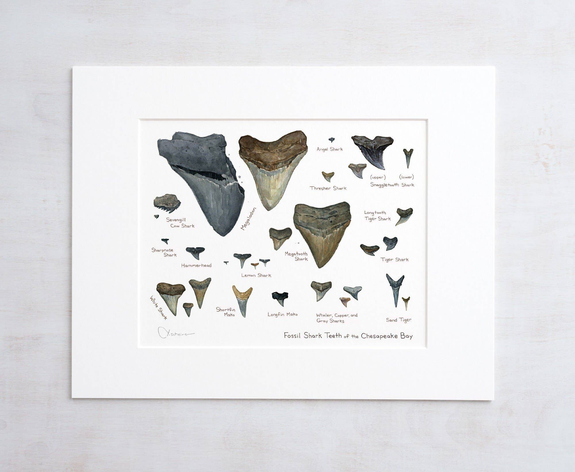 Studio Tuesday - Wholesale Art Print - Illustrated Fossil Shark Teeth Chart1