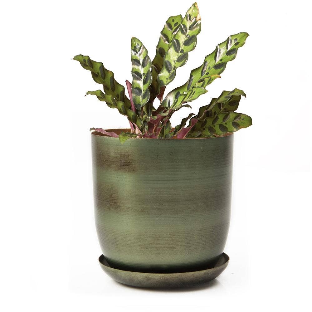 Chive - Wholesale Plant Pot - Joe Metal Flower Pots And Planters With Drainage Hole Saucer4