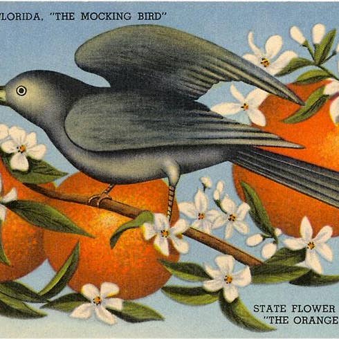 Impresión artística FL-78 Sinsontes, flores de azahar, Florida para venta al por mayor de Found Image Press