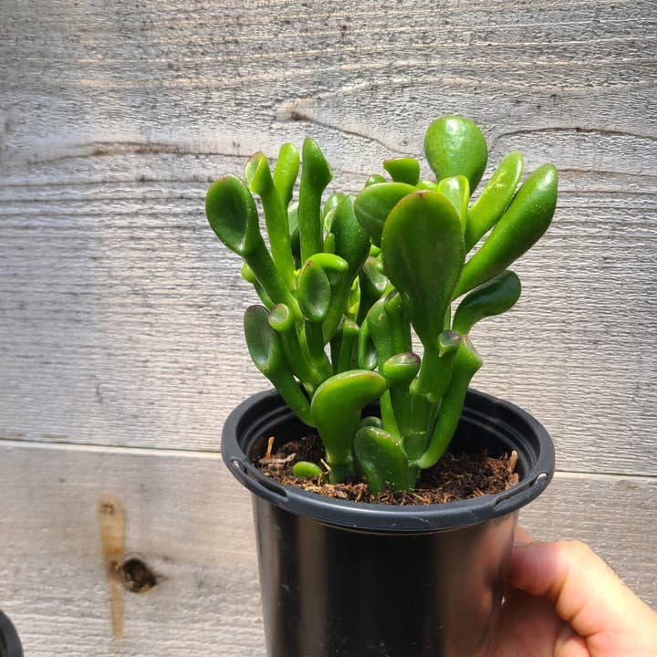 Buzz + Thrive Gardens - Wholesale Succulent - Crassula ovata 'Gollum'2