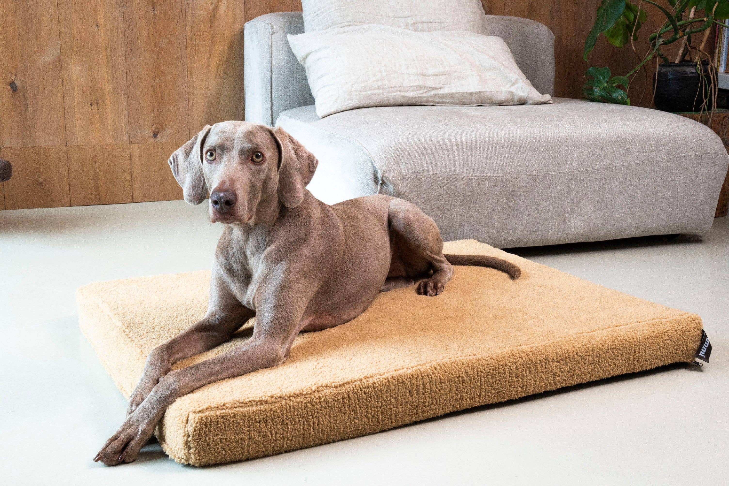 Trimmi - Wholesale Pet Bed - Dog - Orthopedic dog bed Teddy camel3