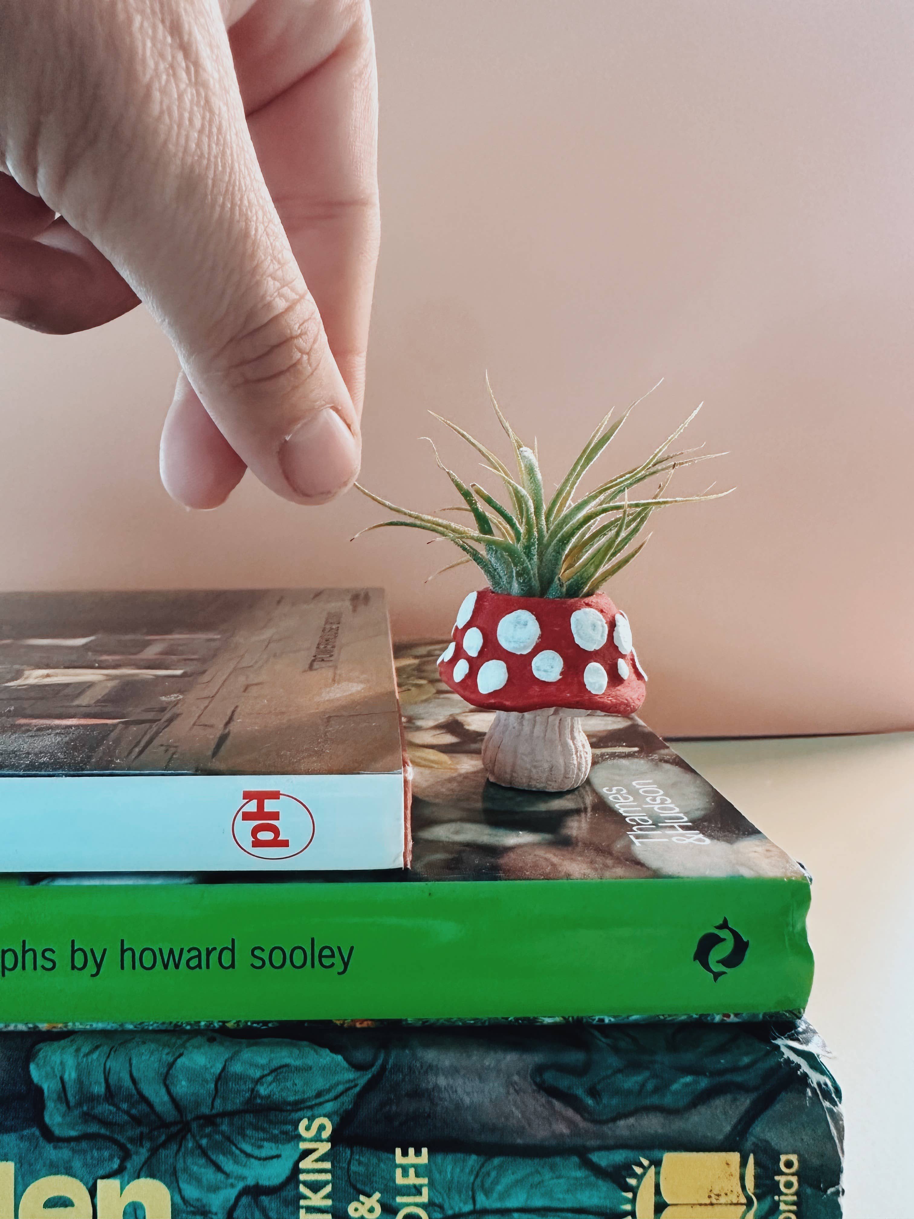 O'Berry's Succulents - Wholesale Plant Pot - Mushroom Fungi Mini Planter and Air Plant1