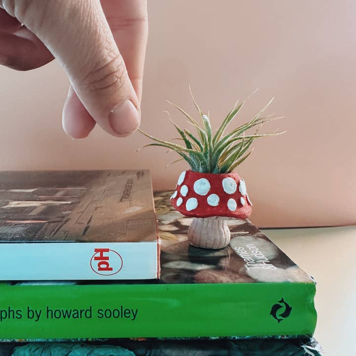 O'Berry's Succulents - Wholesale Plant Pot - Mushroom Fungi Mini Planter and Air Plant1