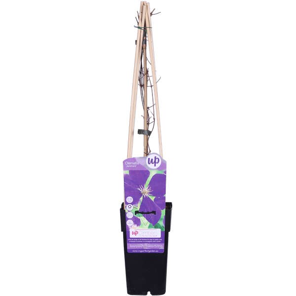 Bosrank – Clematis Jackmanii – Ø15cm – ca. 65cm hoog – Winterharde klimplant met violetblauwe bloemen – Bloei juli tot september – Voor hek, pergola & klimsteun voor wholesale door Oasis of Life