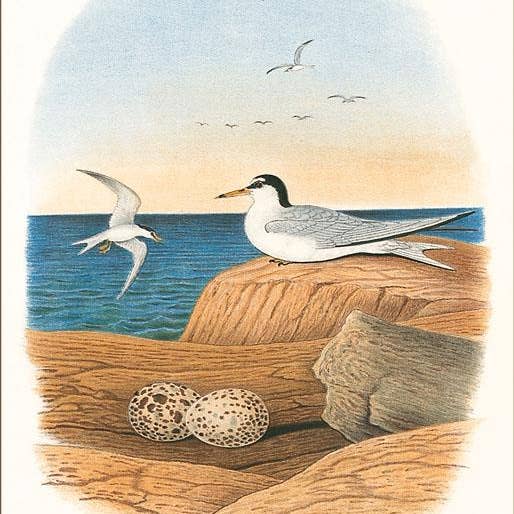 Konsttryck BD-217 Småtärna och Ägg för wholesale av Found Image Press