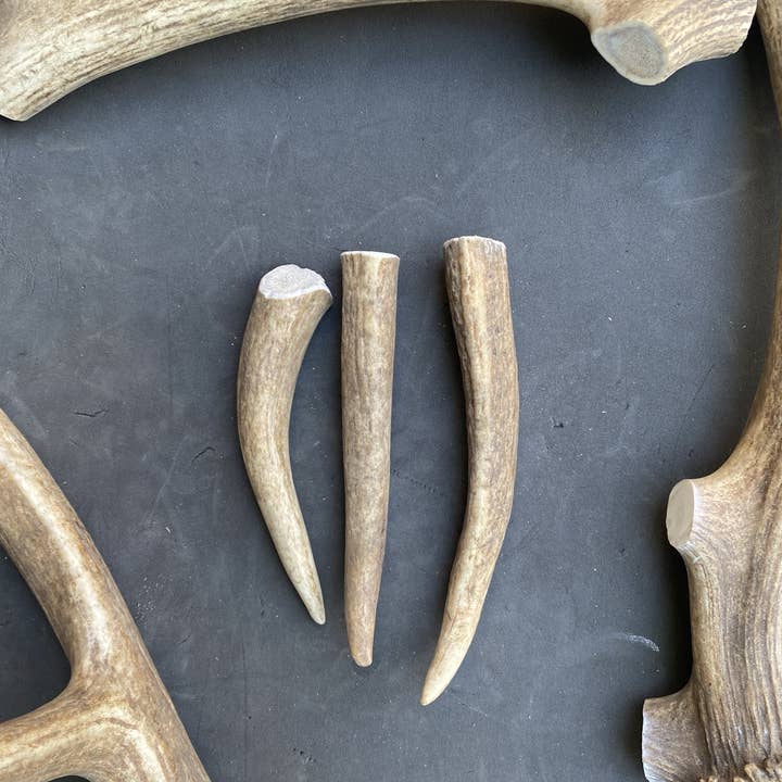 Sawtooth Antler Chews - Wholesale Pet Chew Toy - Dog - Dog Antler Chews15