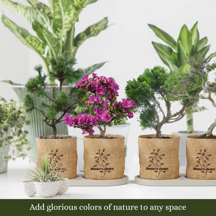 Planter's Choice - Wholesale DIY Craft Kit - Bonsai Growing Kit
