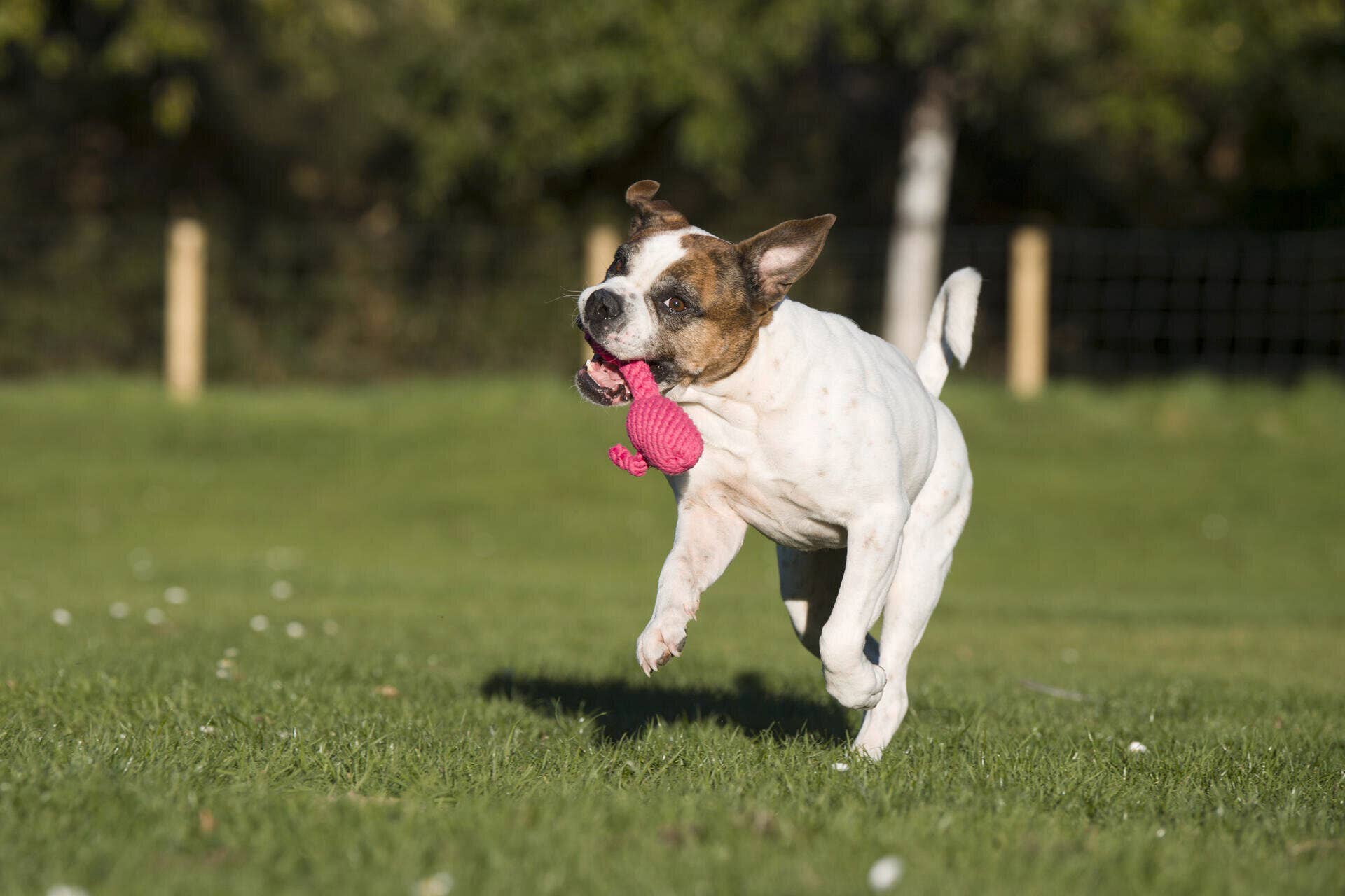 LABONI - Volentis GmbH - Wholesale Pet Chew Toy - Dog - FRANZI FLAMINGO – The Pink Play Star5