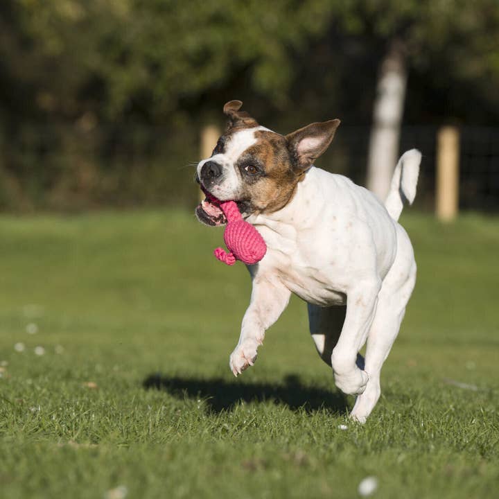 LABONI - Volentis GmbH - Wholesale Pet Chew Toy - Dog - FRANZI FLAMINGO – The Pink Play Star5