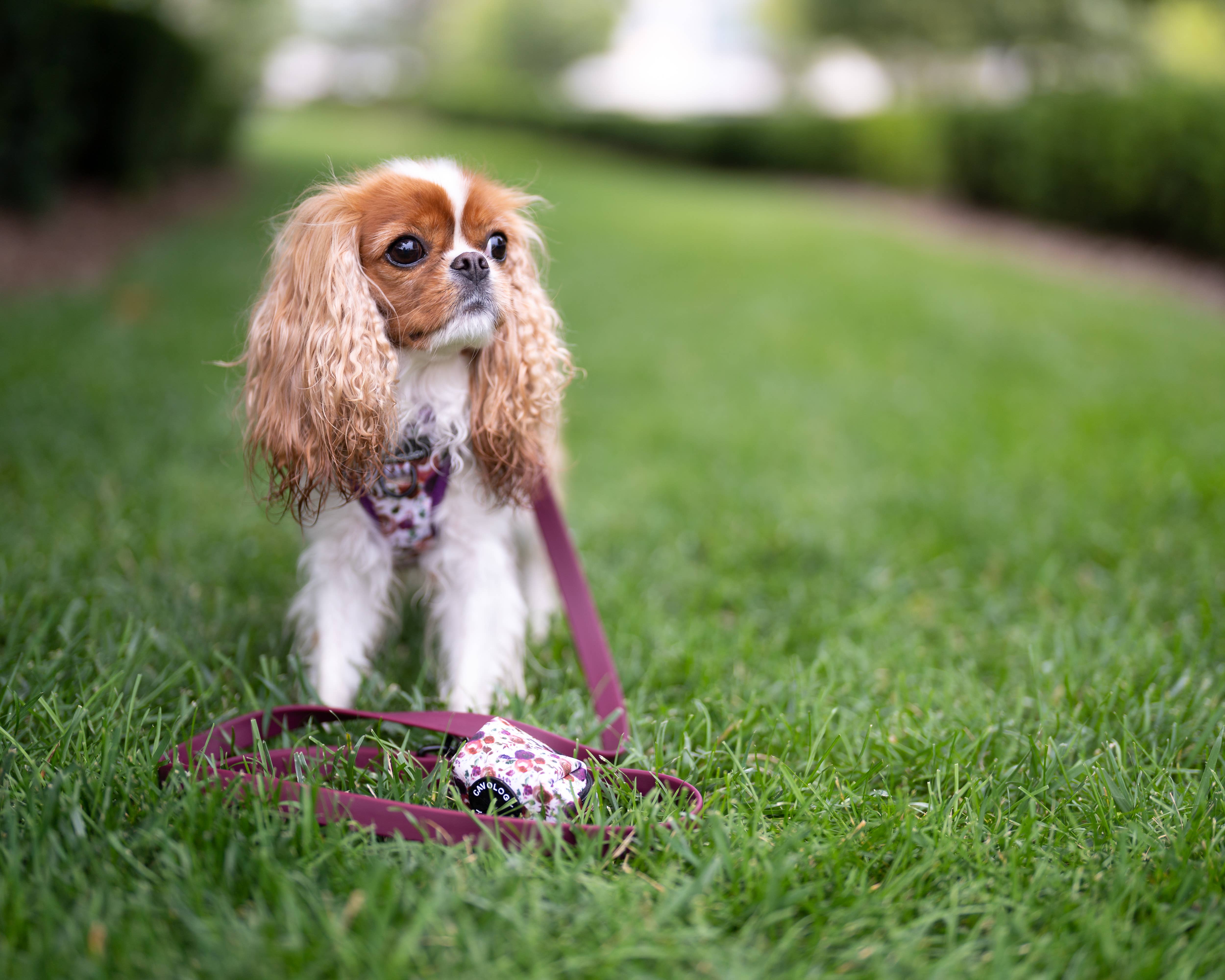 Cavology - Wholesale Pet Harness - Dog - Dog Vest Step-In Harness – Tea Rose Purple Plum Florals3