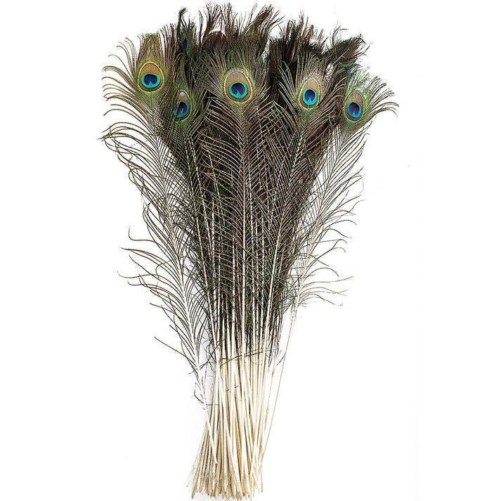 Zucker Feather Products - Wholesale Feathers - Bulk Peacock Tail Eyes Natural 25 to 35 inch4