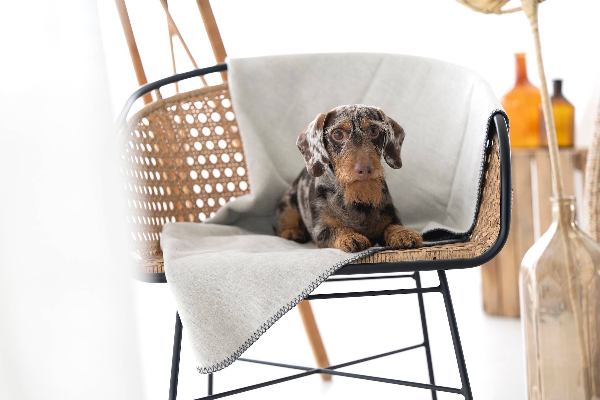 LABONI - Volentis GmbH – Großhandel Haustierdecke – Katze/Hund – REVERSO – Stilvolle Wende-Decke für anspruchsvolle Hunde19