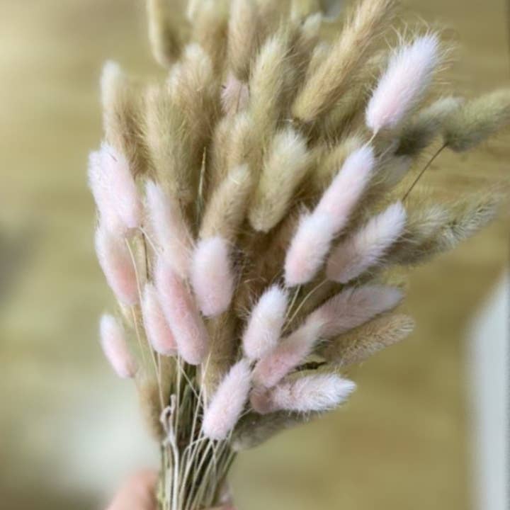 Kenty Home – wholesale Torkade/pressade blommor – Bukett med torkade blommor lagurus i två färger med band