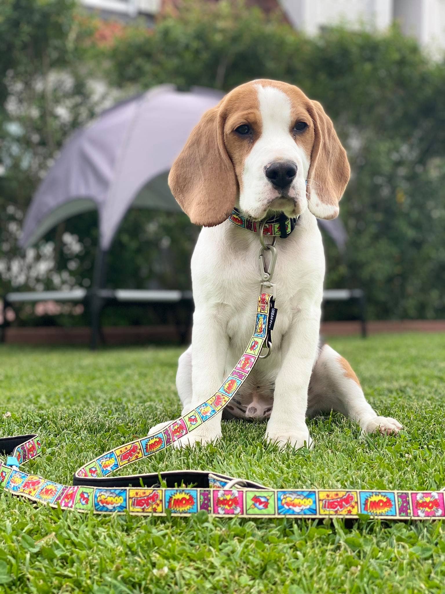 Max & Molly - Wholesale Pet Leash - Dog - Dog Multi-Function Leash - Comic3