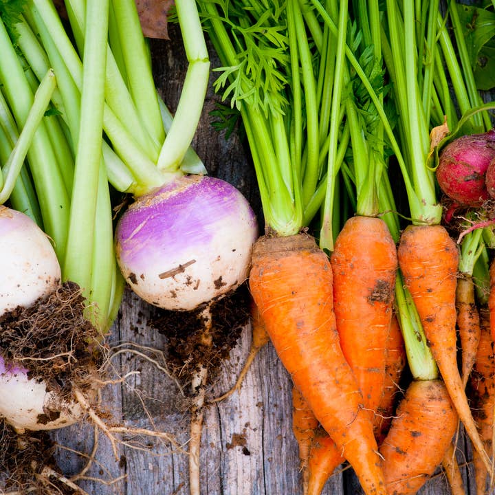 Bentley Seed Co. - Wholesale Plant Seeds - Bulk 500 Piece Vegetable Seed Packets