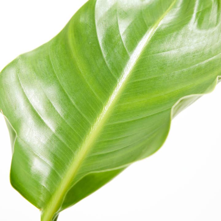 Lively Root - Wholesale Live Plant - Giant Bird of Paradise12