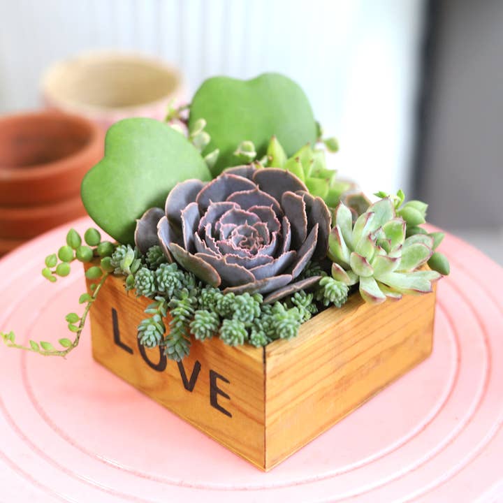 Best Plant Friend - Wholesale Succulent - Random Succulent Tray - 64 Live Bulk Succulents - 2in Pot