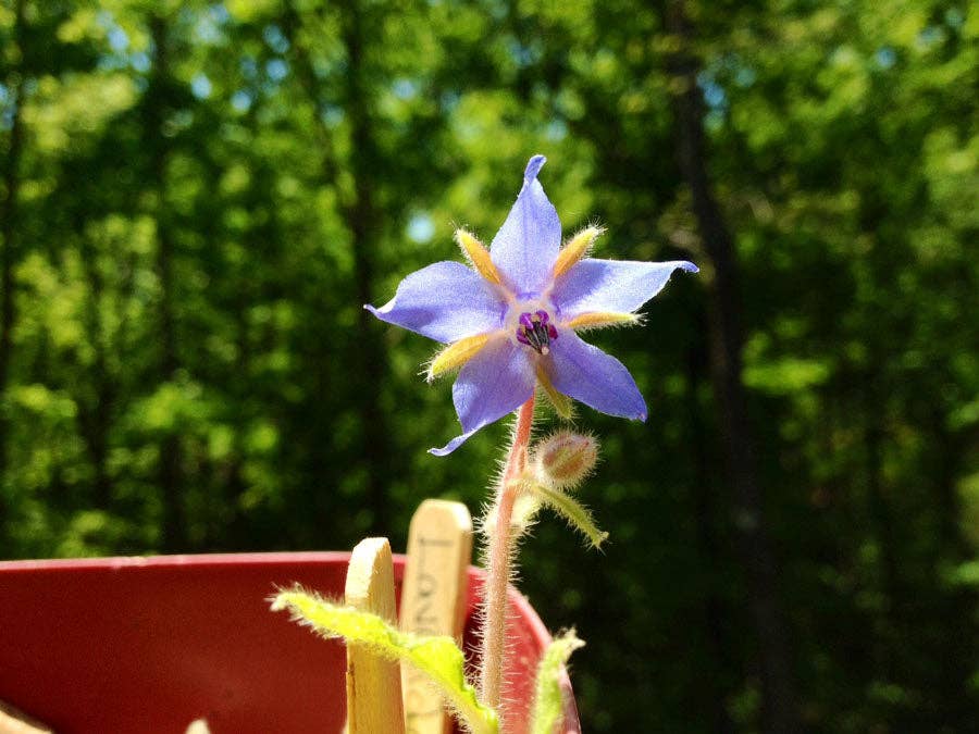 Backyard Safari Company - Wholesale Plant Seeds - Cocktail Garden Grow Kit4