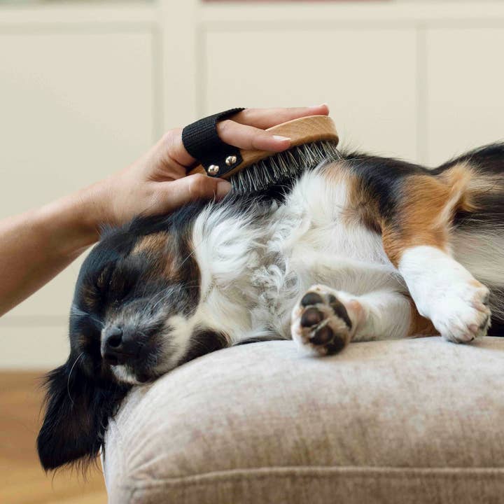 Toutou Petcare - Wholesale Pet Shampoo - Dog - Certified organic dry shampoo5