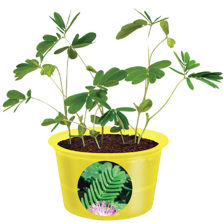Silver Circle Products - Wholesale Plant Seeds - Eco Seed Sprouts - Michele The Mover